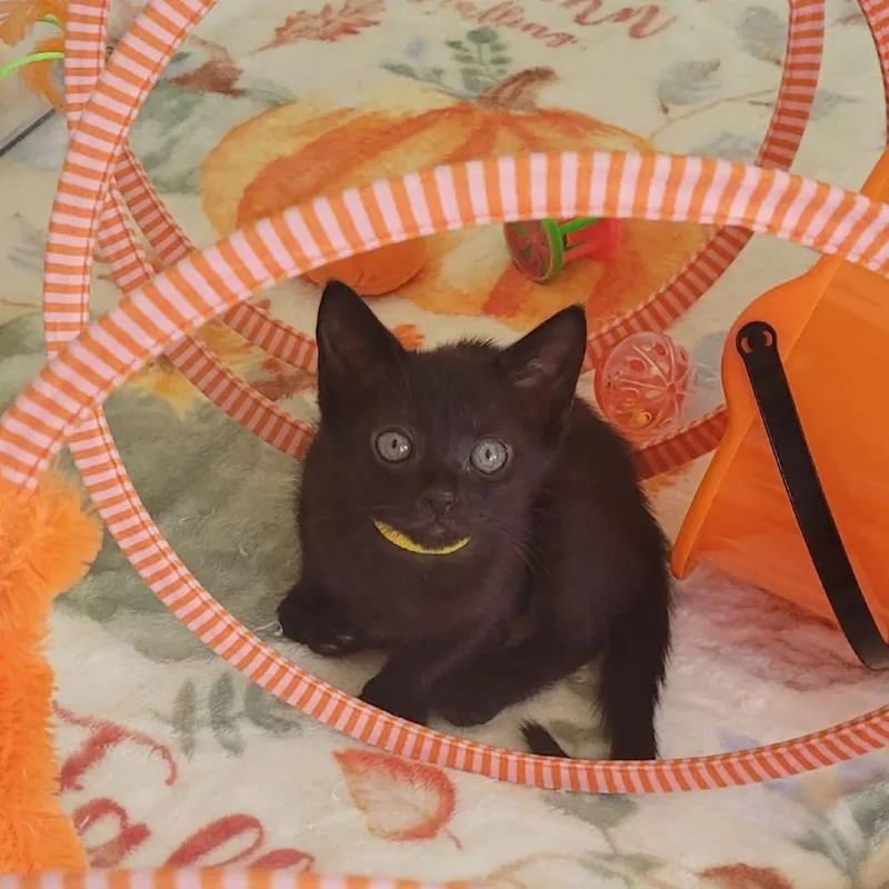 A baby small-sized female Black Domestic Short Hair cat named Silvermist for adoption in West Palm Beach, FL