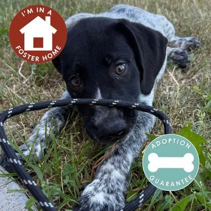 A baby medium-sized male Mixed Breed dog named Bono for adoption in Janesville, WI