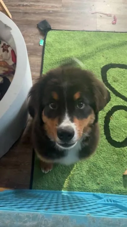 A baby medium-sized female Bernese Mountain Dog dog named Zorah for adoption in Hobart, IN
