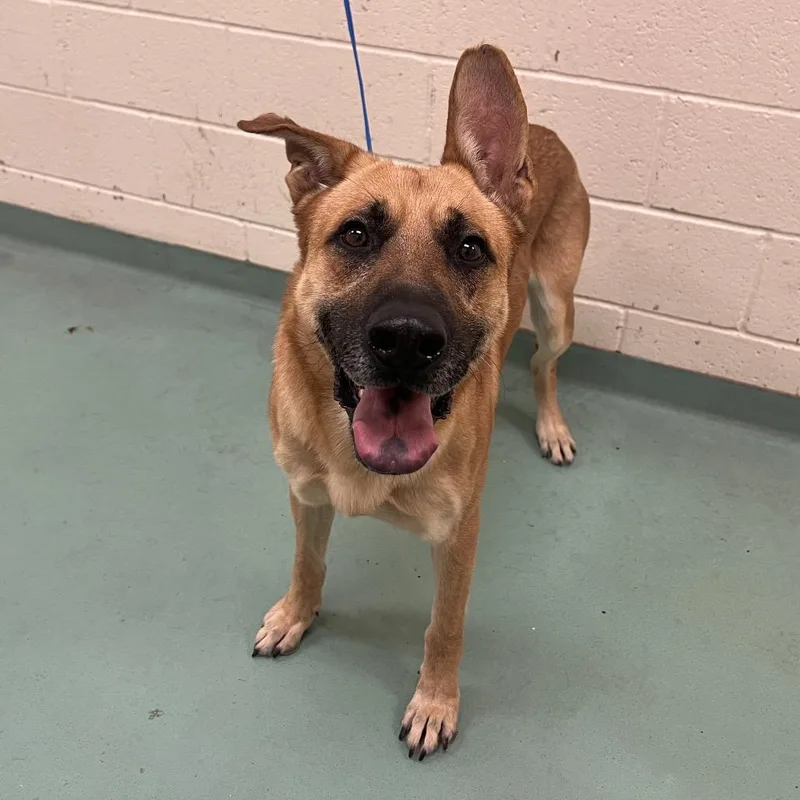 An adult large-sized male Yellow / Tan / Blond / Fawn Mixed Breed dog named Rocky for adoption in Memphis, TN