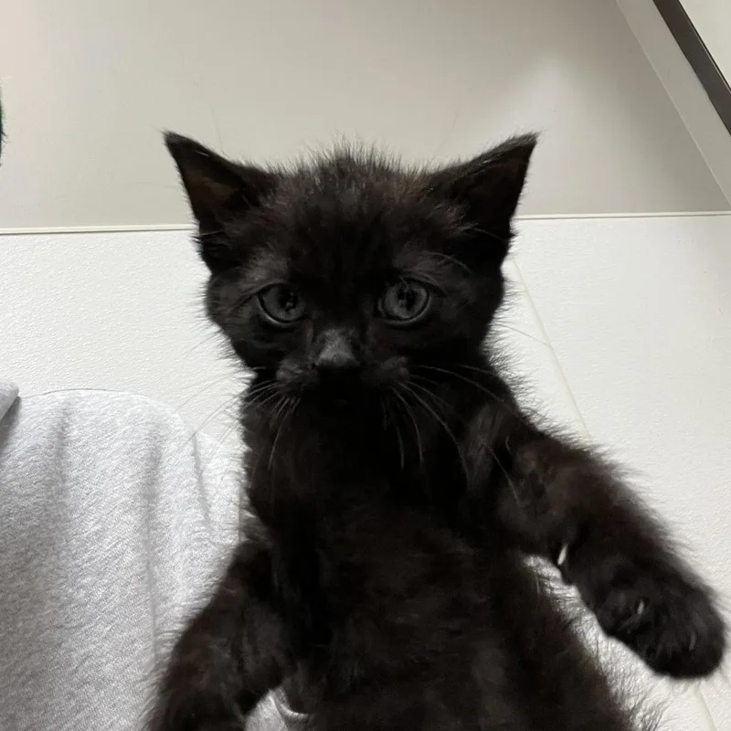 A baby small-sized male Black Domestic Short Hair cat named Bebop for adoption in Detroit Lakes, MN