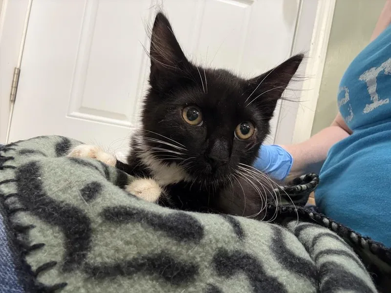 A baby small-sized male Black & White / Tuxedo Domestic Short Hair cat named Twill Linen for adoption in Mount Laurel, NJ