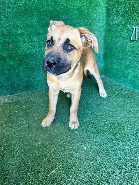 A baby small-sized female Bullmastiff dog named Oatmeal for adoption in Lancaster, CA