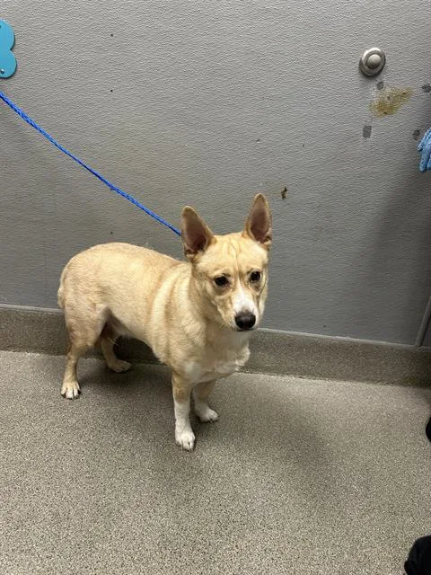 A young large-sized male Siberian Husky dog named Ace for adoption in Las Vegas, NV