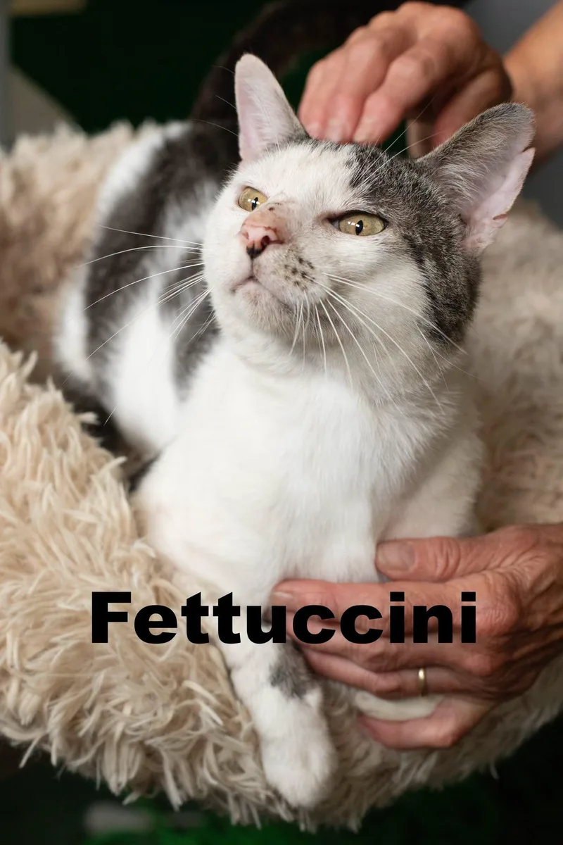 An adult medium-sized male Domestic Short Hair cat named Fettuccini for adoption in Macomb, IL