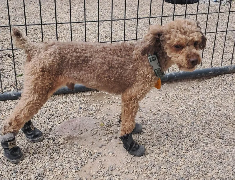 An adult small-sized male Poodle dog named Linden for adoption in Mukwonago, WI