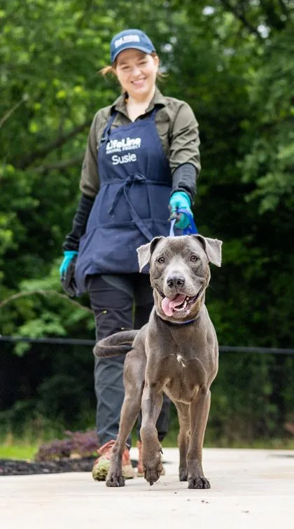 An adult large-sized male Mixed Breed dog named Inverness for adoption in Chamblee, GA