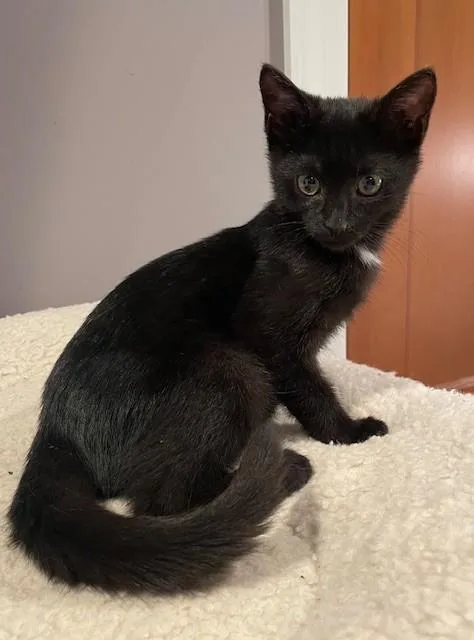 Patience thumbnail 2