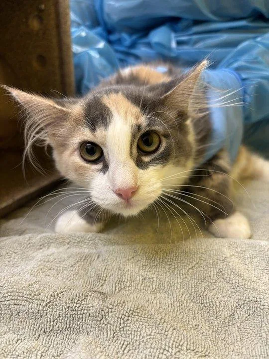 A baby small-sized female Domestic Medium Hair cat named Danielle for adoption in Raleigh, NC