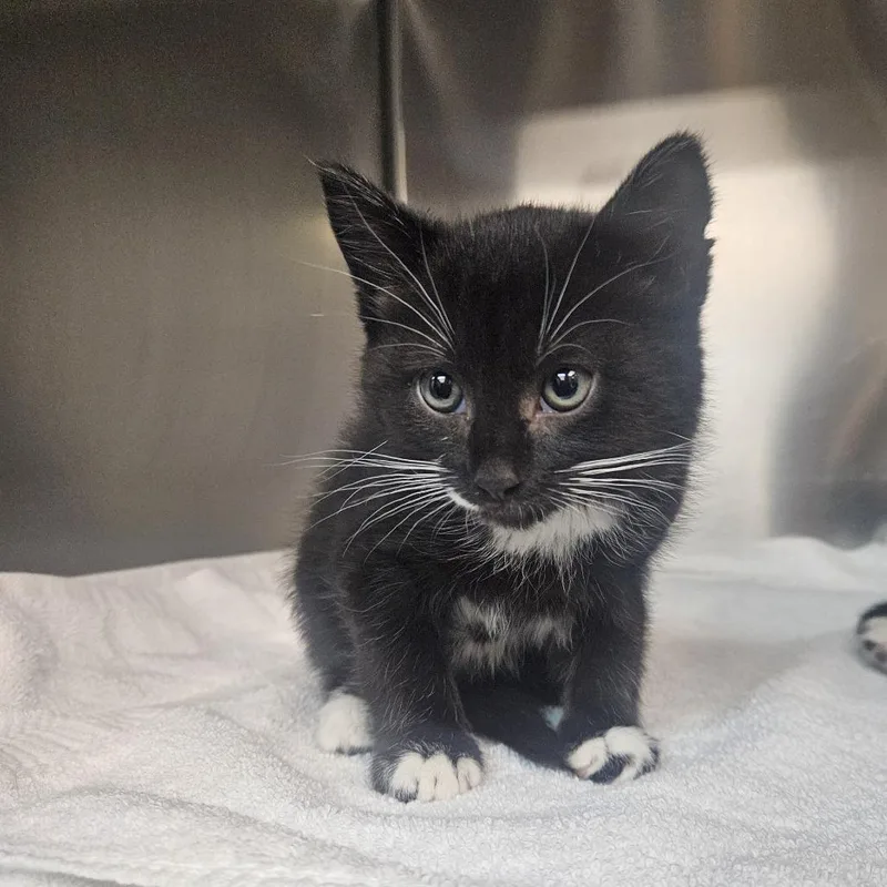 A baby small-sized female Domestic Medium Hair cat named Fluffy for adoption in Tacoma, WA