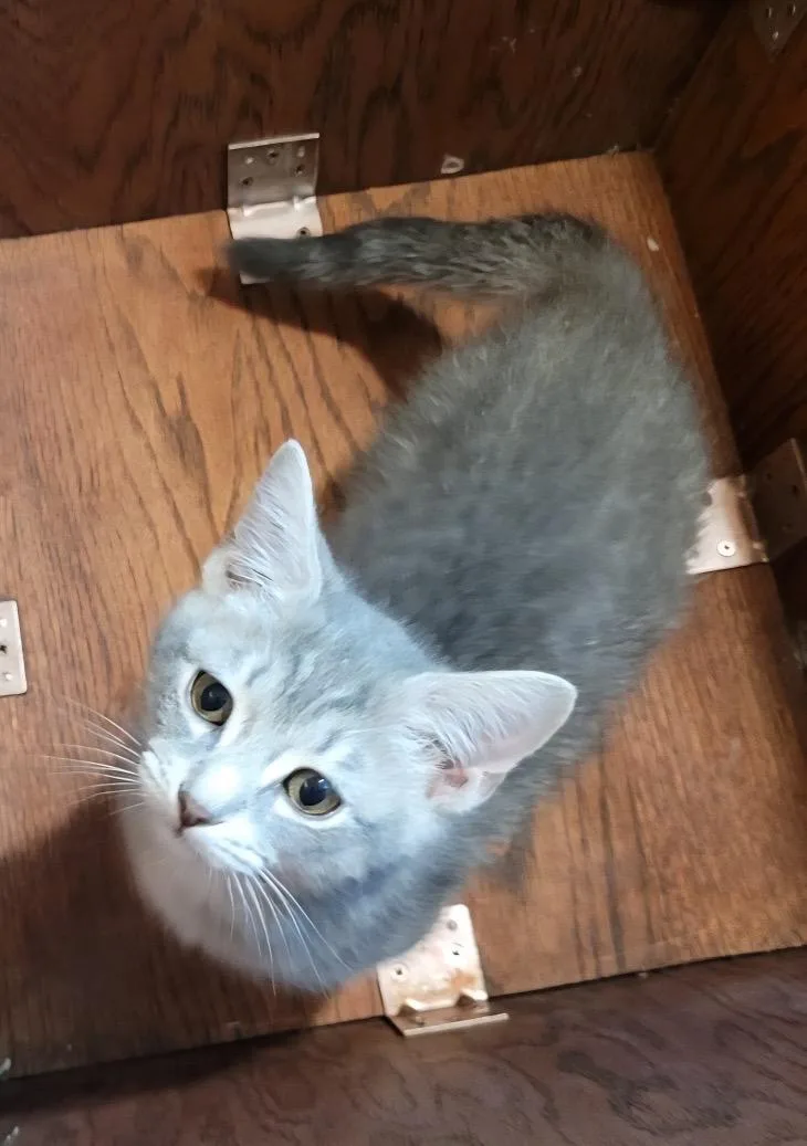 Archie