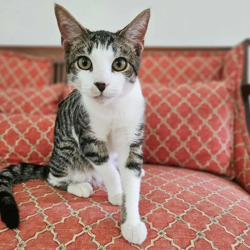 A baby small-sized male Brown / Chocolate Domestic Short Hair cat named Ernest for adoption in Inwood, WV