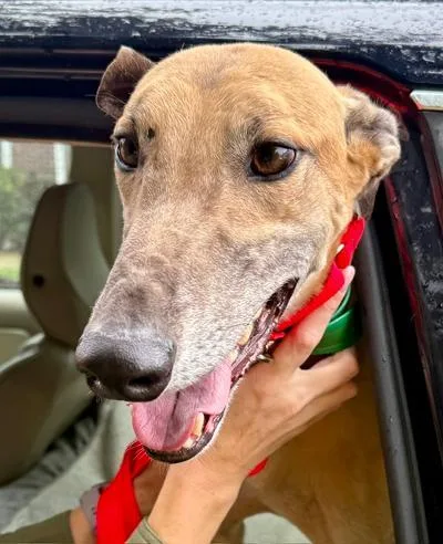 An adult large-sized male Greyhound dog named Hulk for adoption in New Hope, PA