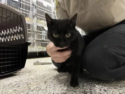A baby medium-sized female Domestic Short Hair cat named Philippa $ for adoption in Seneca, SC