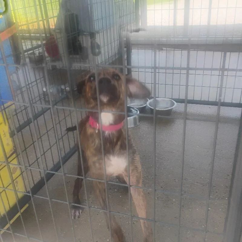 An adult small-sized male Plott Hound dog named Camo for adoption in Paris , TN