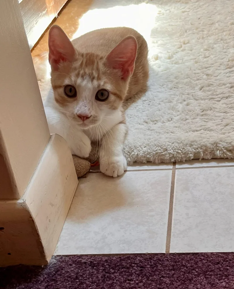 A baby medium-sized male Domestic Short Hair cat named Jude for adoption in Greensburg, PA