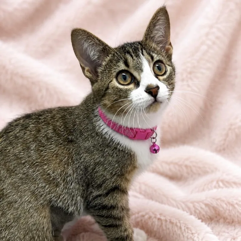 A baby small-sized female Brown / Chocolate Domestic Short Hair cat named Rosie for adoption in Inman, SC