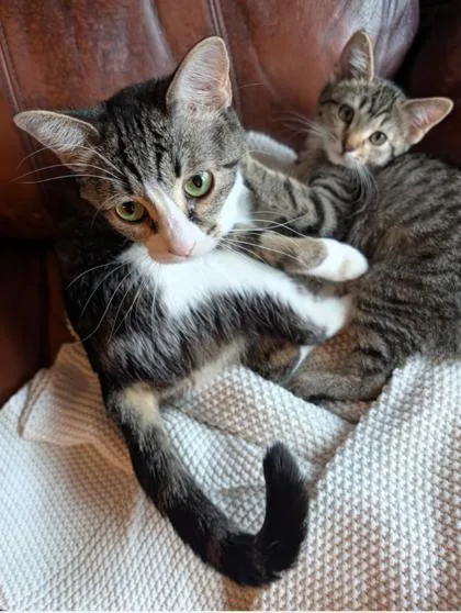 An adult small-sized female Domestic Short Hair cat named Pekin for adoption in Divide, CO