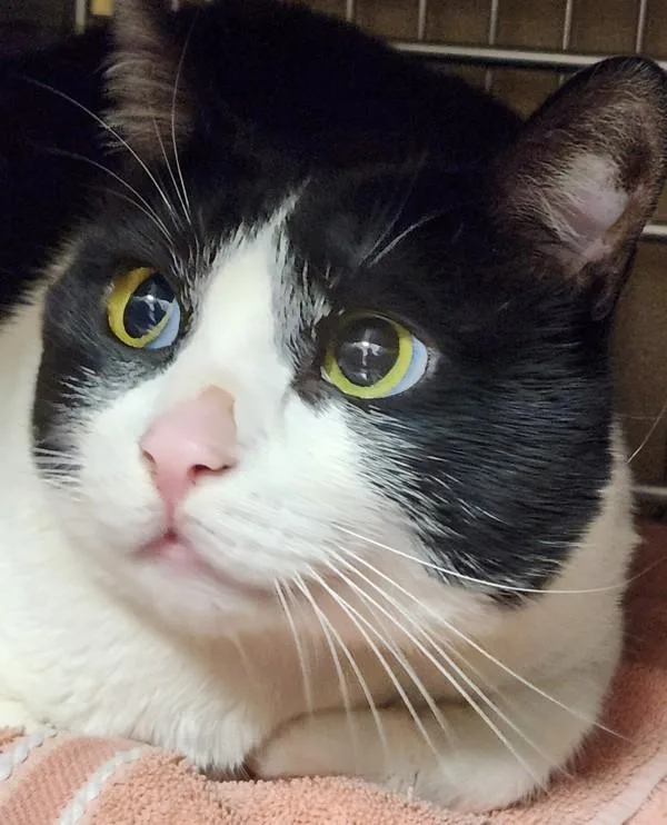 An adult small-sized male Domestic Short Hair cat named Chevy for adoption in Vancouver, WA