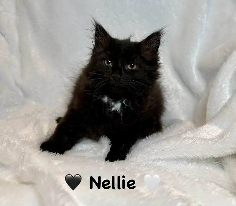 Nellie