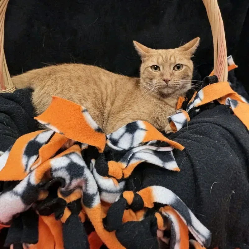 An adult medium-sized female Tabby (Orange / Red) Tabby cat named Maria for adoption in Pueblo, CO