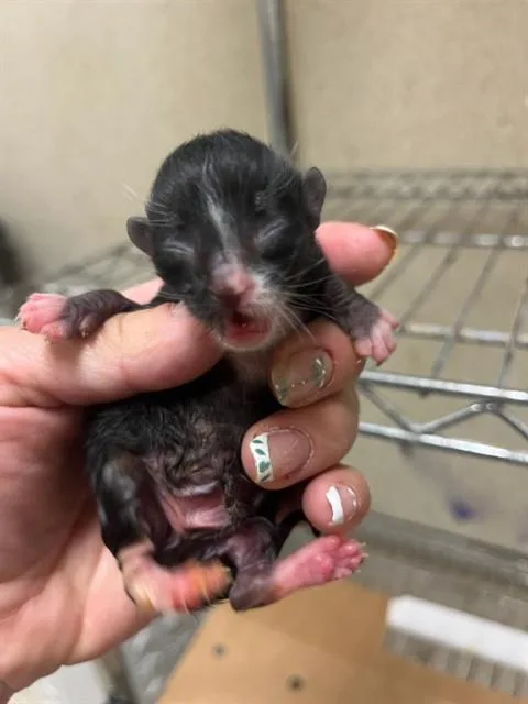 A baby small-sized female Domestic Short Hair cat named Molly for adoption in Riverside, CA