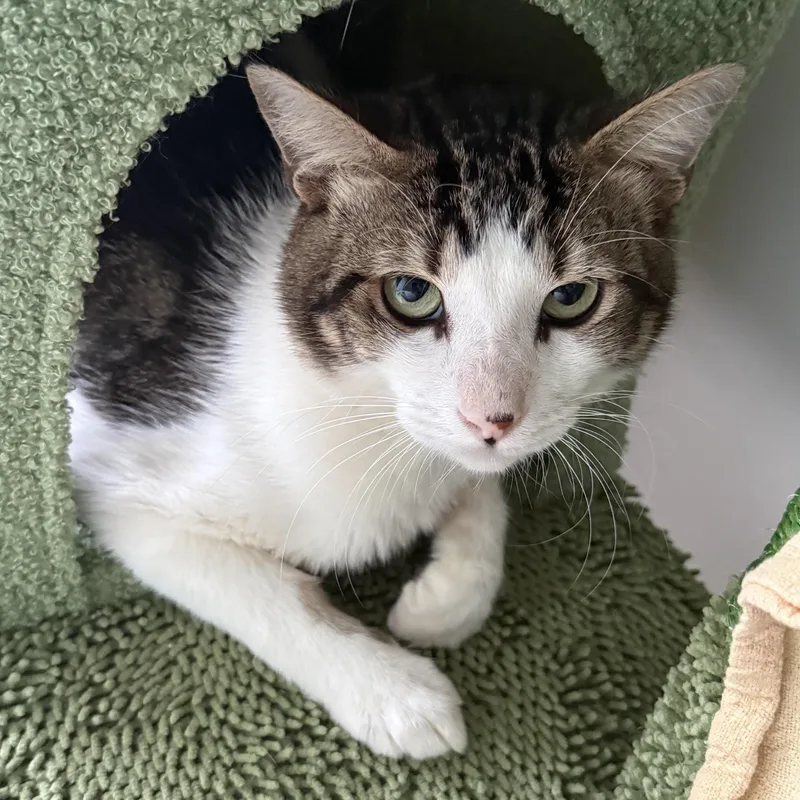 An adult medium-sized male Tabby (Gray / Blue / Silver) Tabby cat named Valentino for adoption in Miami, FL