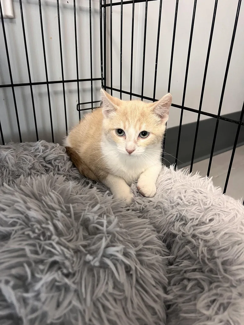 A baby medium-sized male Tabby cat named Sincere for adoption in Georgetown, KY