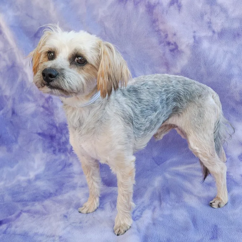 An adult small-sized male Yellow / Tan / Blond / Fawn Terrier dog named Hamlet for adoption in Point Richmond, CA