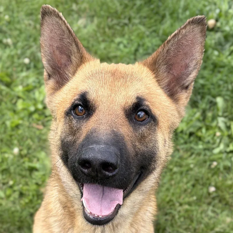 An adult medium-sized female German Shepherd Dog dog named Korina for adoption in Jefferson, WI