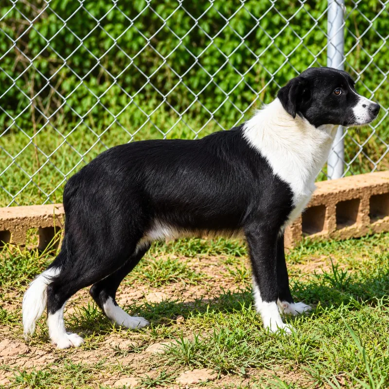 A young medium-sized male Australian Shepherd dog named Cooper for adoption in Wedowee, AL