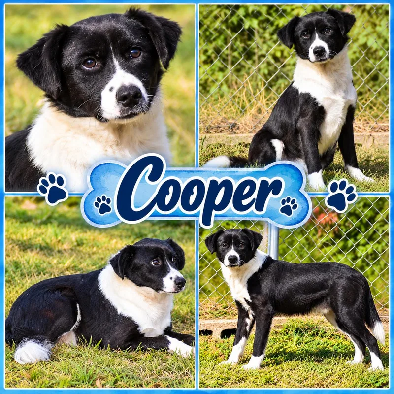 Cooper thumbnail 5