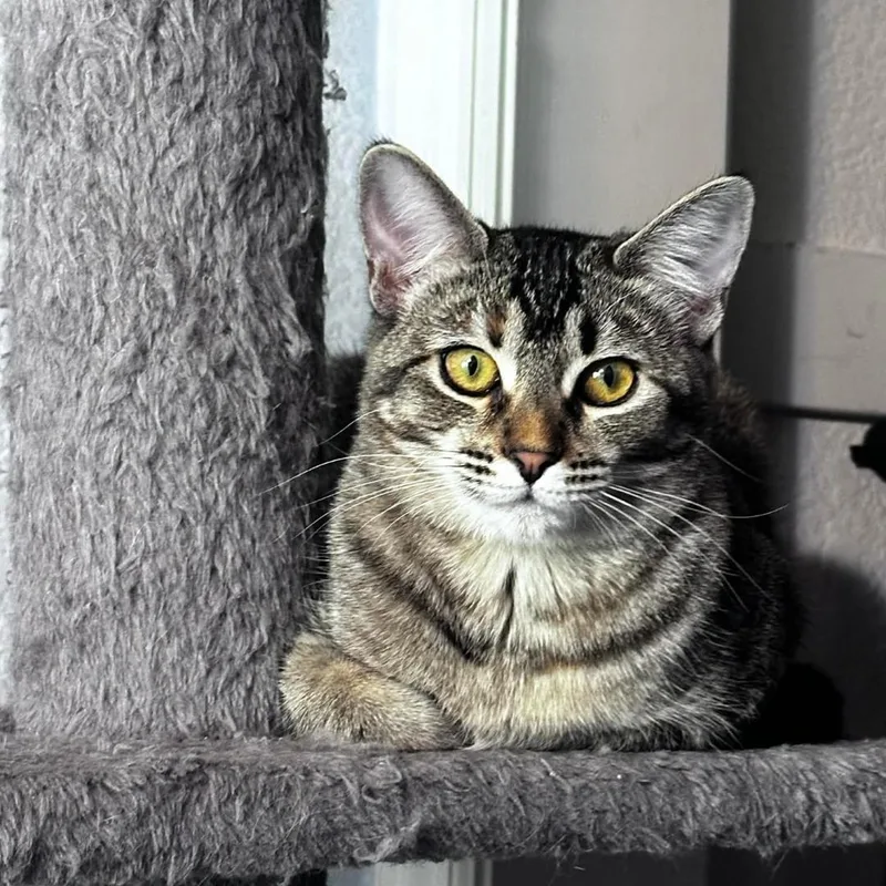 A baby medium-sized female Tabby (Brown / Chocolate) Tabby cat named Cagney for adoption in Morgan Hill, CA
