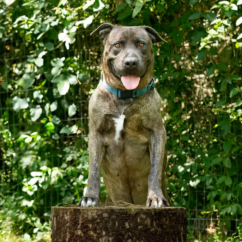 An adult large-sized male Brindle American Staffordshire Terrier dog named Maximo for adoption in Tomball, TX