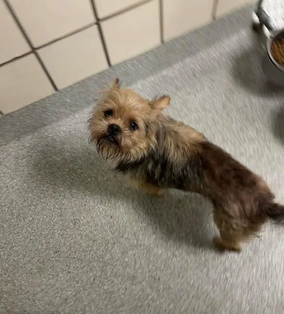 A young small-sized male Brussels Griffon dog named A for adoption in Pasadena, TX