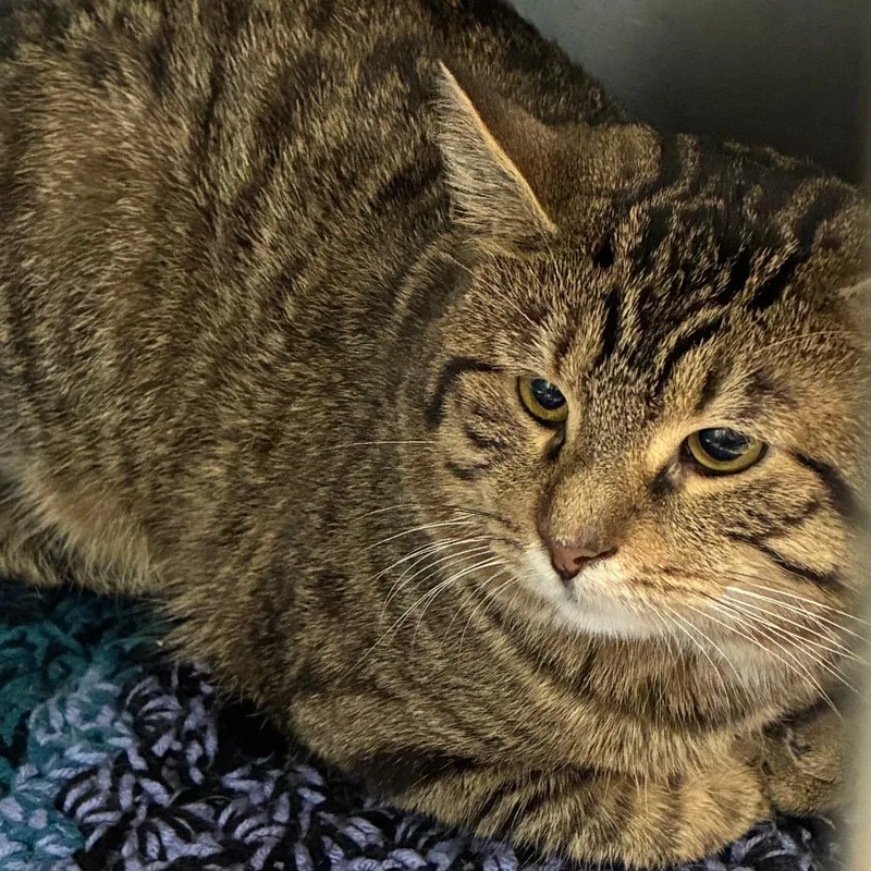 An adult large-sized male Brown / Chocolate Domestic Short Hair cat named Folklore for adoption in Dearborn, MI