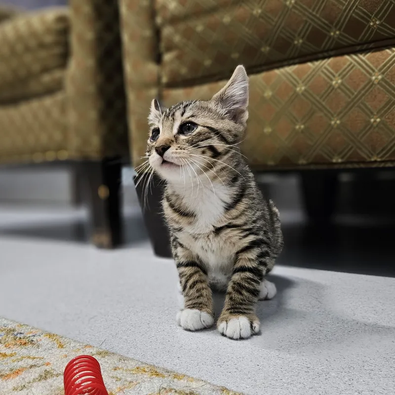 A baby small-sized male Tabby (Gray / Blue / Silver) Domestic Short Hair cat named Carrot for adoption in Endicott, NY
