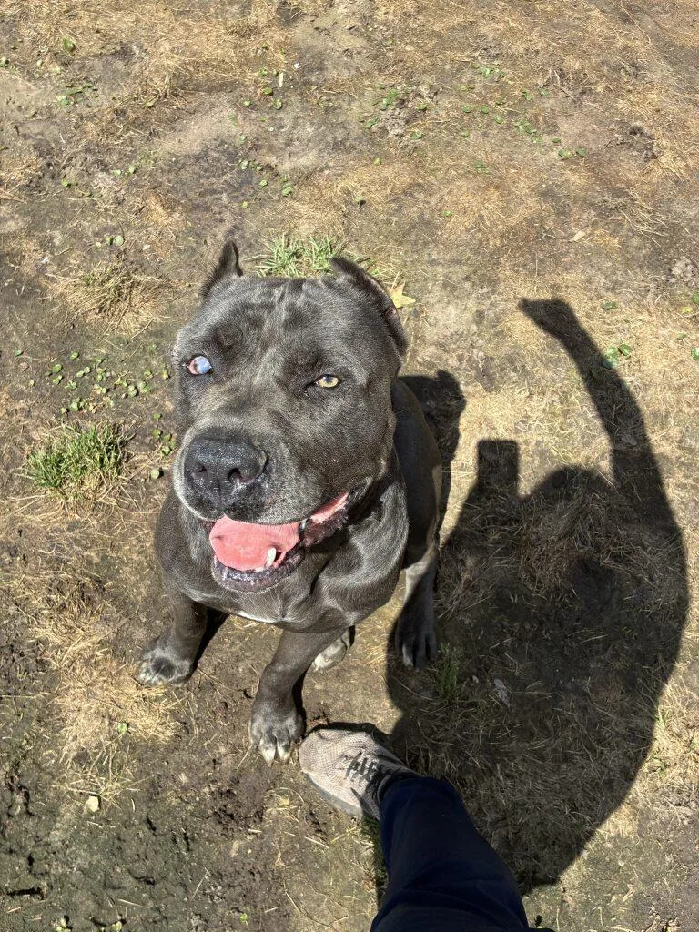 An adult large-sized female Gray / Blue / Silver Cane Corso dog named Midnight for adoption in Woodbine, GA