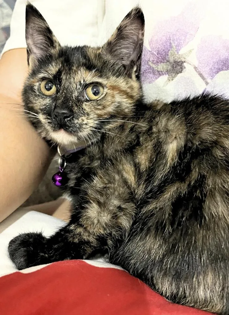 A baby small-sized female Tortoiseshell Domestic Short Hair cat named Sable for adoption in Weehawken, NJ