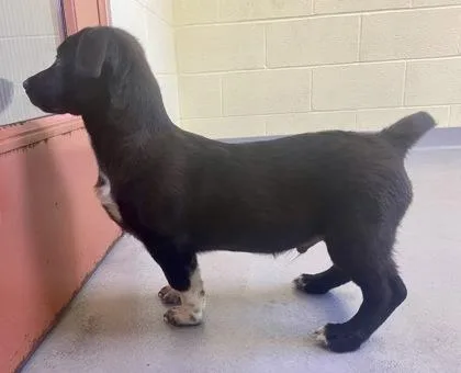 A young medium-sized male Black Shepherd dog named Yancey for adoption in Glasgow, KY