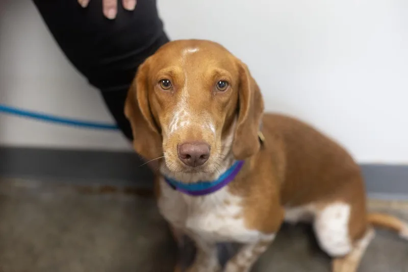 An adult medium-sized female Dachshund dog named Ginger for adoption in Mountain Home, AR