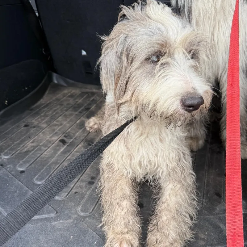 A young medium-sized male White / Cream Old English Sheepdog dog named Bond for adoption in Lake Jackson, TX