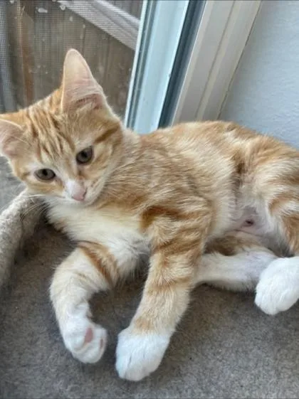 A baby medium-sized female Orange & White Domestic Short Hair cat named Bella for adoption in Warr Acres, OK