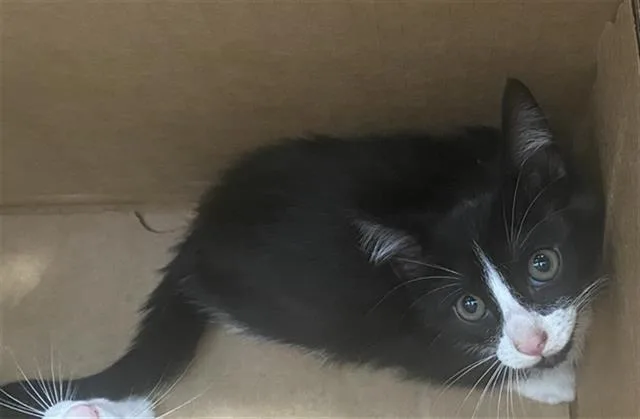A baby medium-sized female Domestic Short Hair cat named Oreo for adoption in Dallas, TX