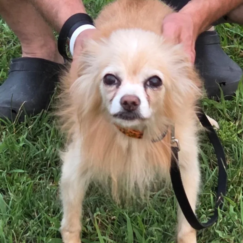 A senior small-sized male Yellow / Tan / Blond / Fawn Chihuahua dog named Charlie Brown for adoption in Waldorf, MD