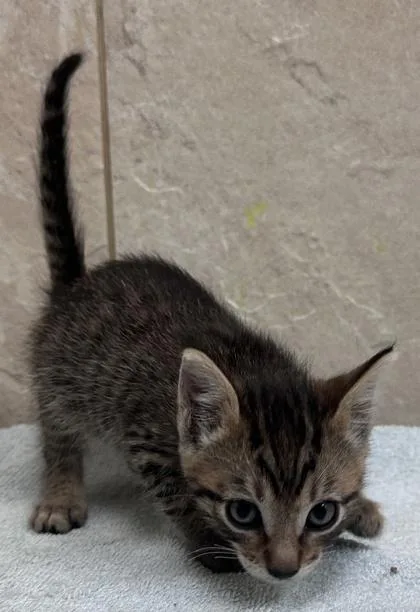 A baby small-sized male Domestic Short Hair cat named Ozzy for adoption in Honolulu, HI