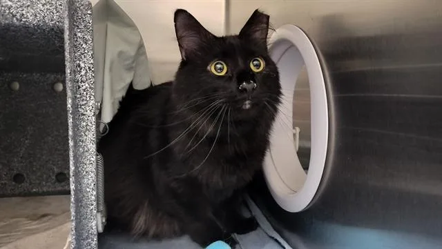 An adult medium-sized male Domestic Long Hair cat named Kevin for adoption in Pueblo, CO