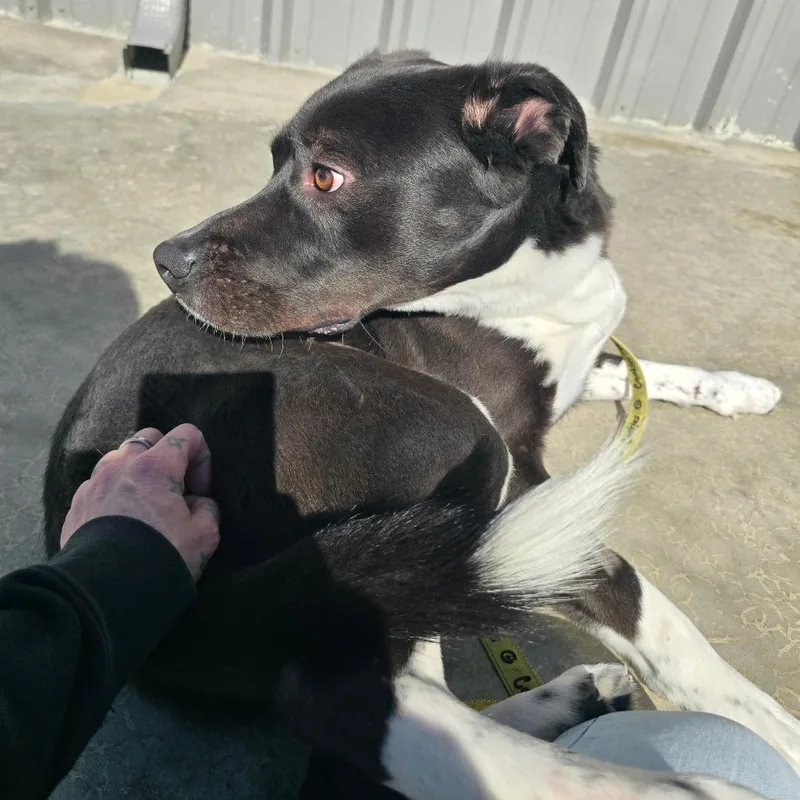 Breeze  T thumbnail 2