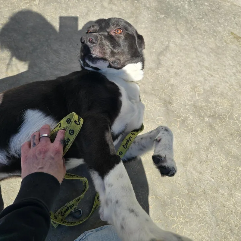 Breeze  T thumbnail 3