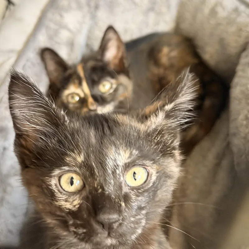 A baby medium-sized female Tortoiseshell Domestic Short Hair cat named Freckles for adoption in Norco, CA